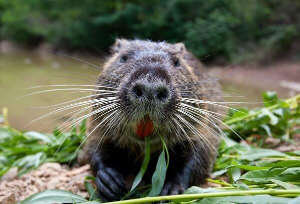 Nutria Rat Facts And Beyond Biology Dictionary