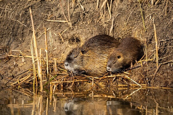 Nutria Rat Facts And Beyond Biology Dictionary