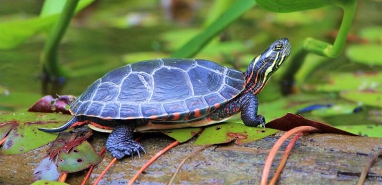 Painted Turtle - Facts and Beyond | Biology Dictionary