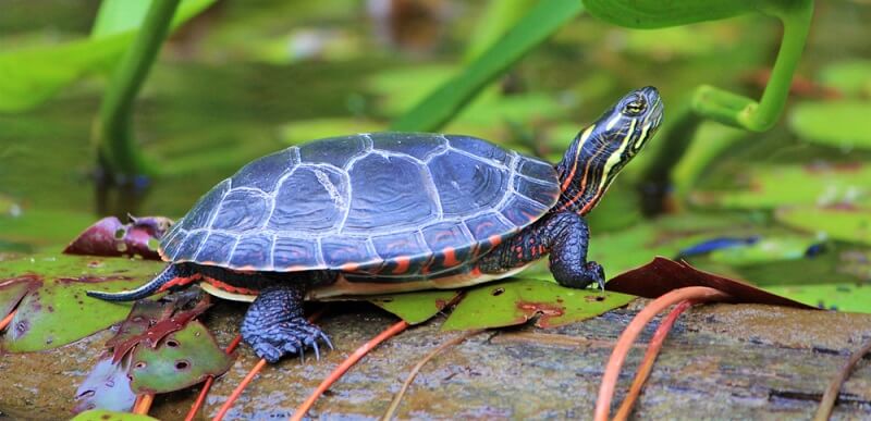 painted turtles laying eggs