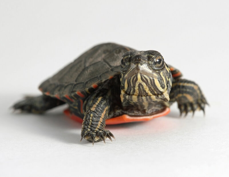 baby painted turtle belly