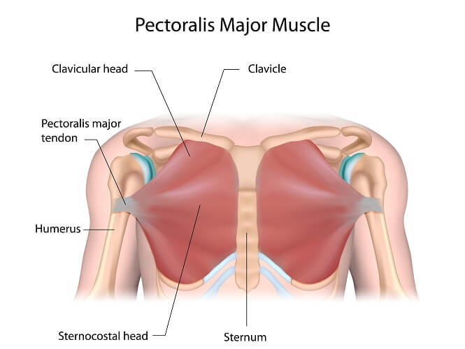 Origin and insertion of the pectoralis major muscle