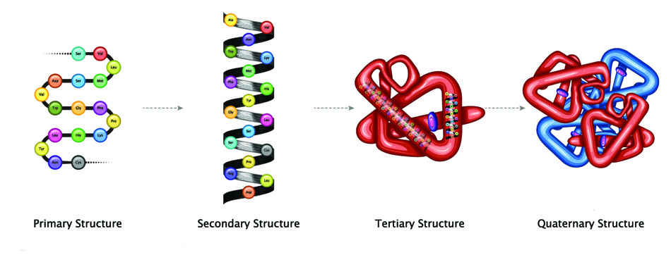 which-of-these-illustrates-the-secondary-structure-of-a-protein