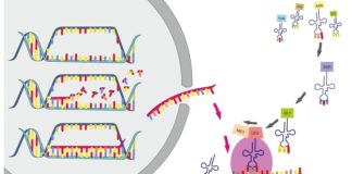 protein synthesis