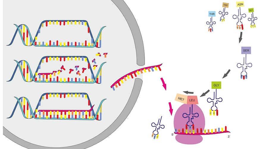 what is the end result of protein synthesis