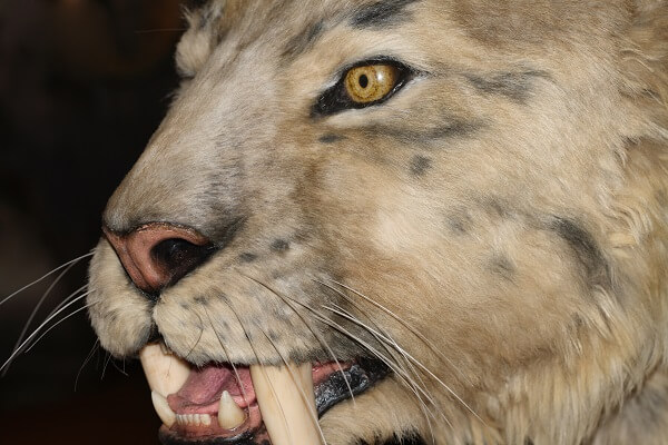 Saber Tooth Tiger - Facts and Beyond | Biology Dictionary