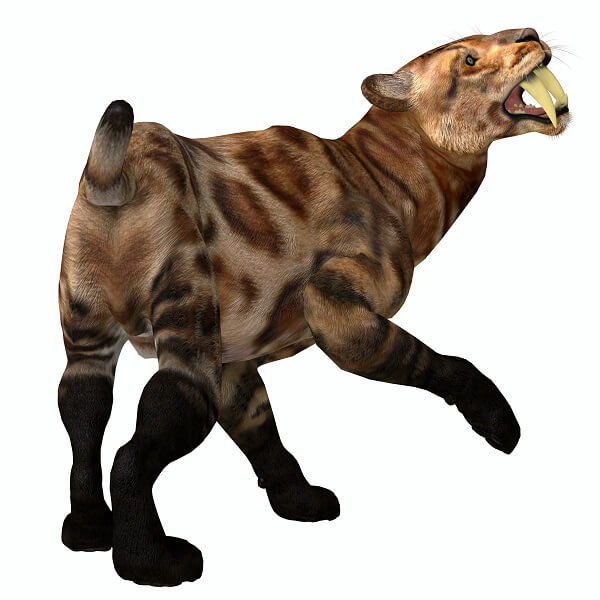 saber toothed animals