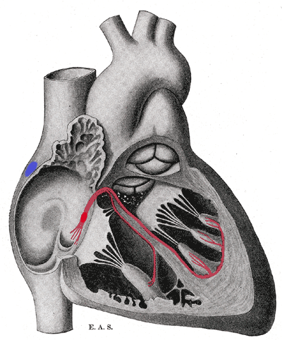 thebesian valve coronary sinus heart anatomy bundle His sinoatrial node SA