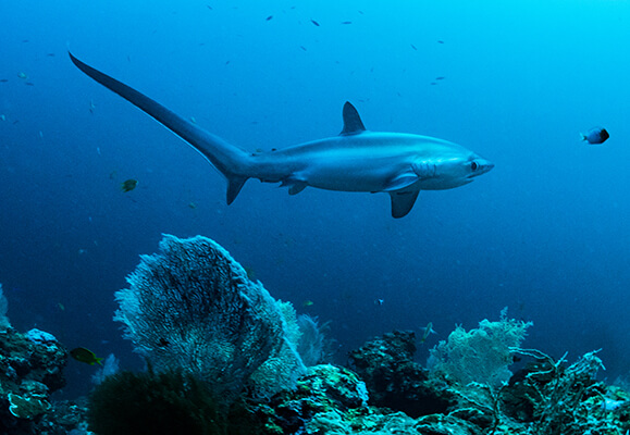 thresher shark attacks on humans