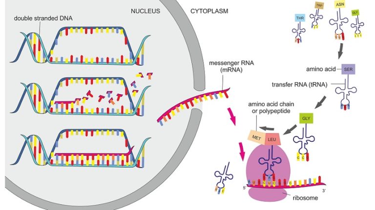 Protein Synthesis - The Definitive Guide | Biology Dictionary