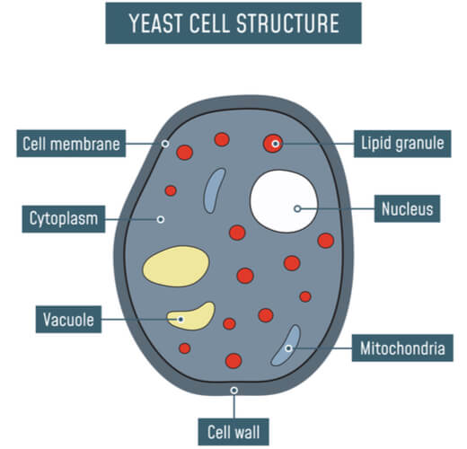 saccharomyces labeled diagram