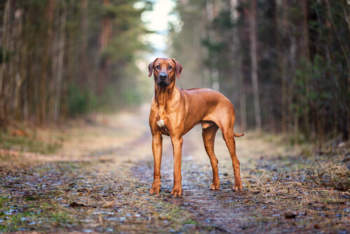 Thai ridgeback rhodesian store ridgeback