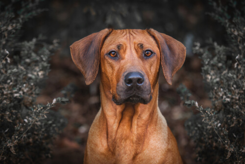 ridgeback rodesiano