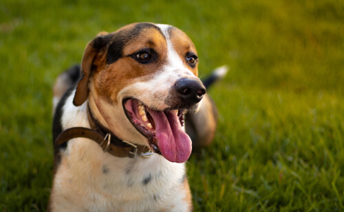 An American Foxhound lying on the grass panting