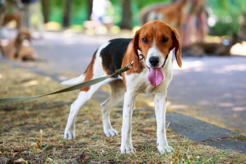 A friendly looking American foxhound on a leash
