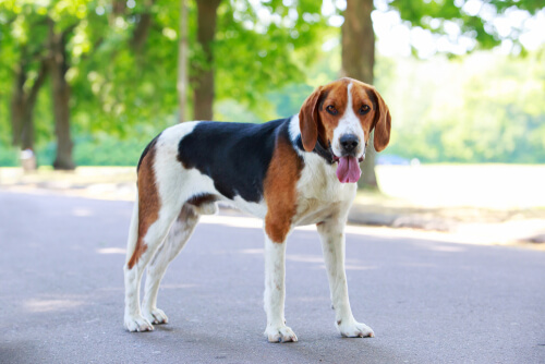 An American Foxhound standing on the pavement with trees in the background