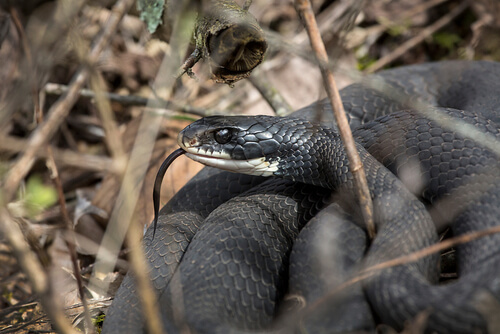 Black Racer Snake Facts And Beyond Biology Dictionary