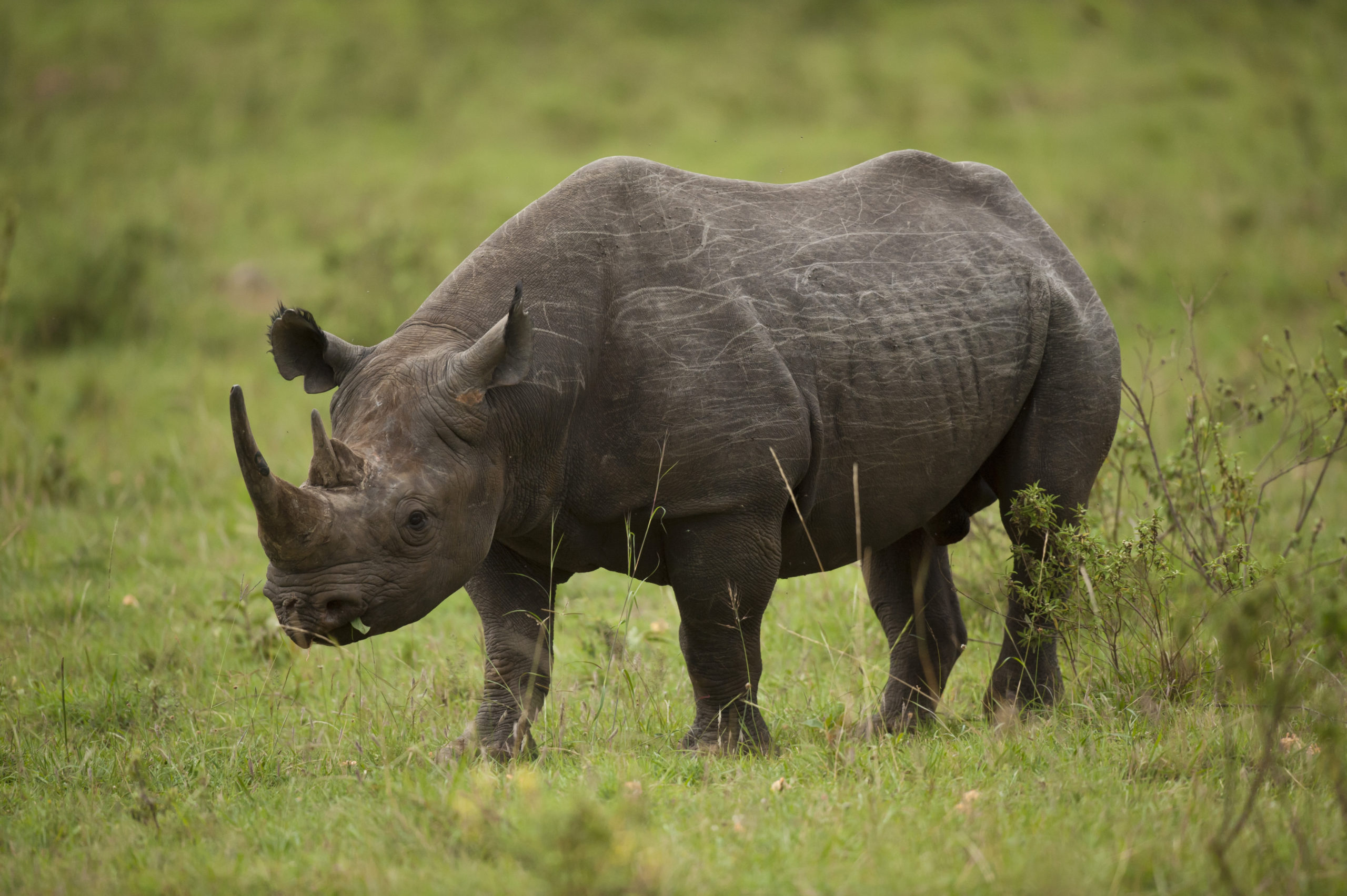 west african black rhinoceros facts