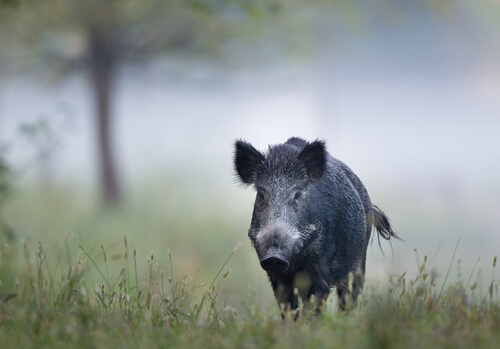 Wild boar, facts and information