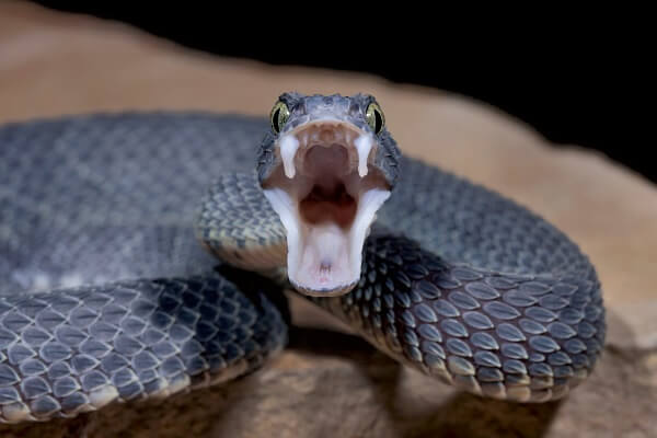 Snake Island vipers: predator or prey? - UGA Today