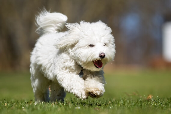 Coton de tulear breed hot sale dogs