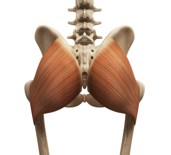 gluteus muscles