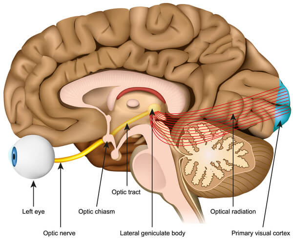 Optic Nerve Brain Diagram