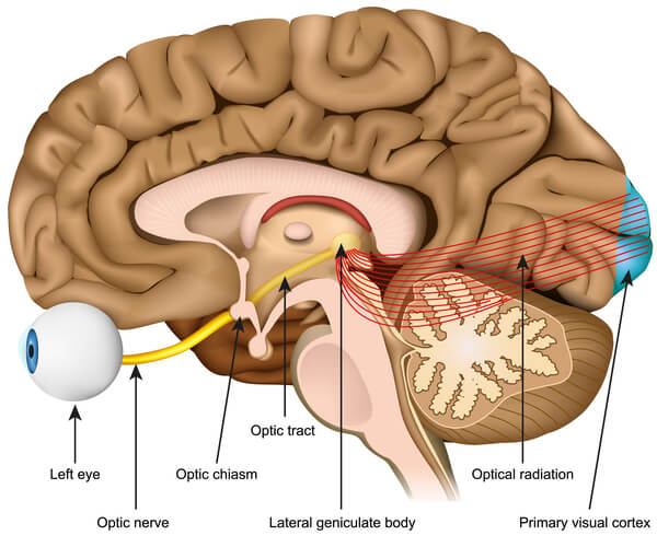 Optic Nerve Eye Diagram 7431