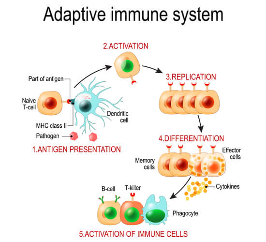 helper t cell diagram