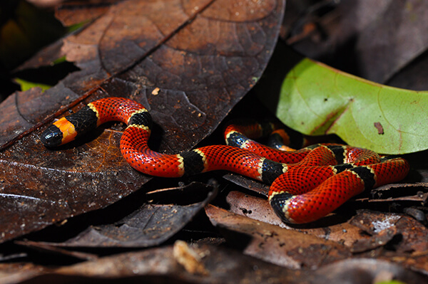 South American Coral Snake