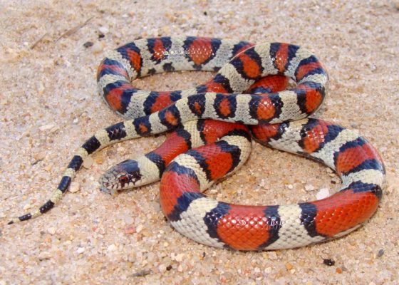 Coral snake, Diet, Size, Rhyme, & Facts