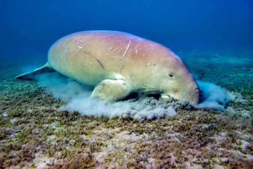 Dugong foraging on benthic seagrass