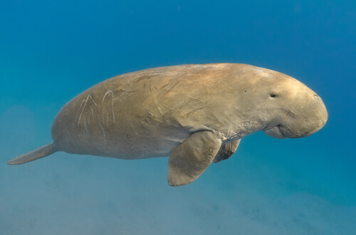 Dugong swimming with blue ocean background