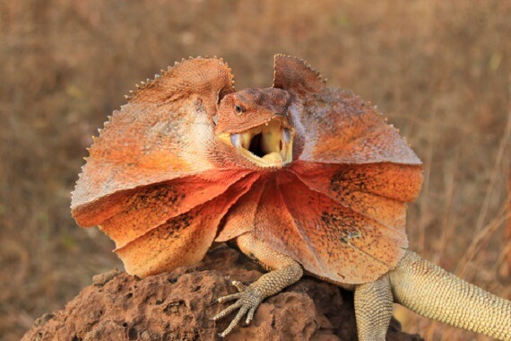 frilled frill displayed threatened