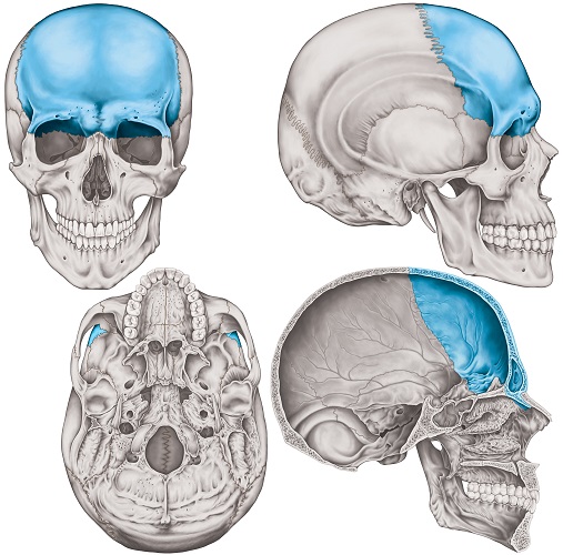 occipital bone unlabeled