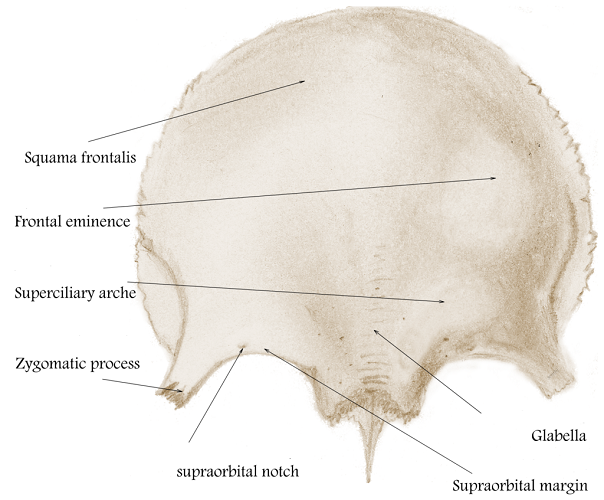 frontal bone skull