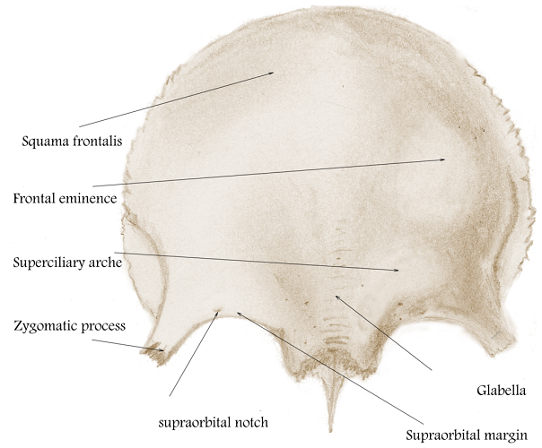 frontal eminence