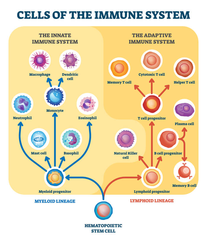 memory b cells cartoon