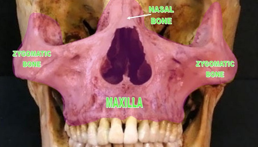Maxilla Bone - The Definitive Guide | Biology Dictionary