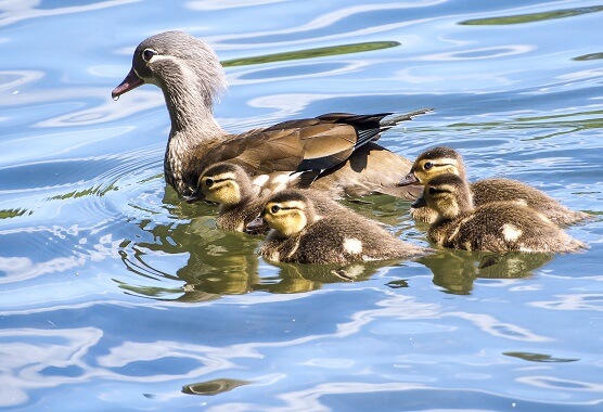 Mandarin Duck Juvenile Pair