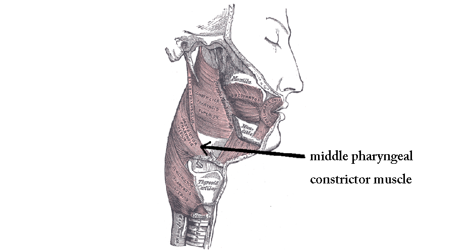 middle pharyngeal constrictor muscle