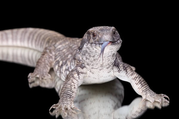 giant monitor lizard anatomy
