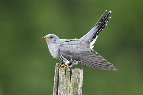 cuckoo-facts-and-beyond-biology-dictionary