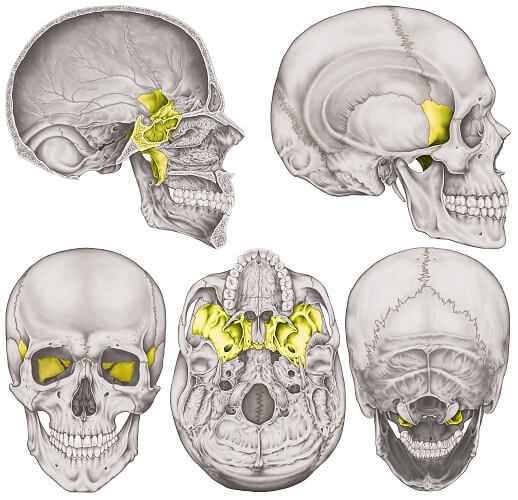 Multicolored Skull Superior View Of Ethmoid And Sphenoid