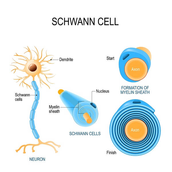 Schwann Cells | Biology Dictionary