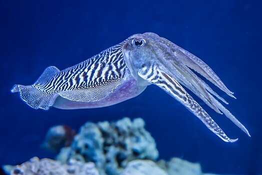 Cuttlefish - Facts and Beyind | Biology Dictionary