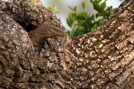 Bengal Monitor - Facts, Diet, Habitat & Pictures on