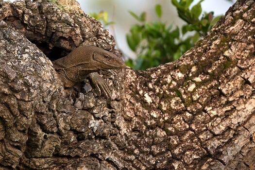 water monitor lizard bite