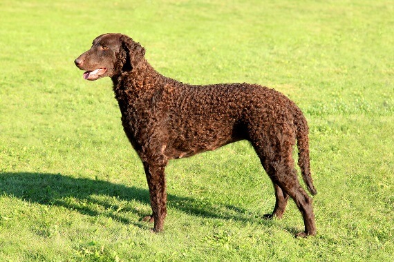 Golden curly hair dog sale