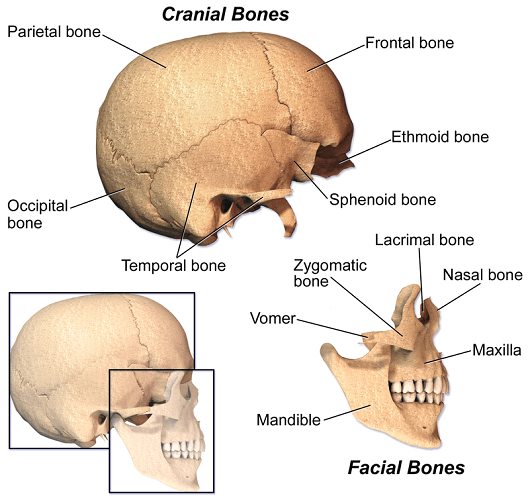 what is the only bone of the skull that moves